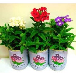 Promo Can Plants