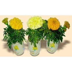 Promotional Can Plants