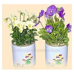 Gift Can Plants