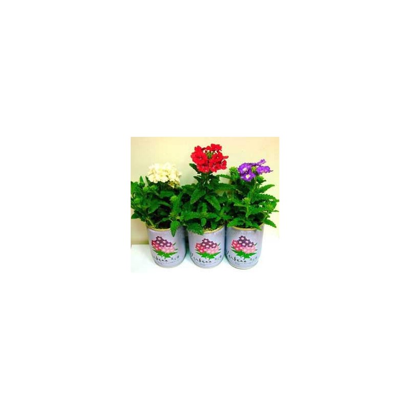 Promo Can Plants