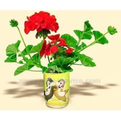 Geranium v plechovce