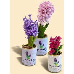 Promo Mini Gardens