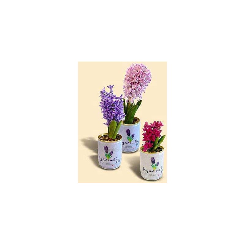 Promo Mini Gardens