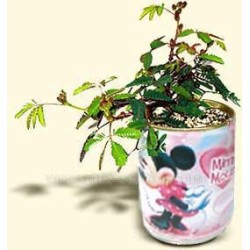Mimosa v plechovce