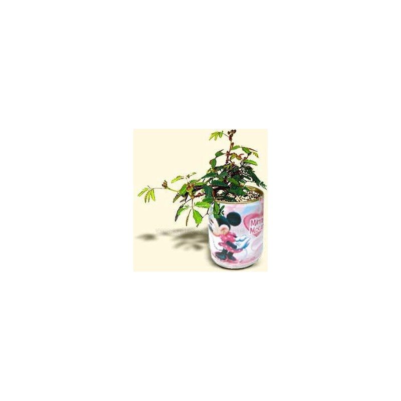Promotional Can Plant