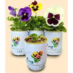 Promotional Mini Garden