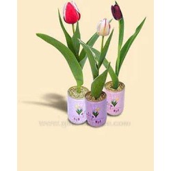 Tulipán s reklamou
