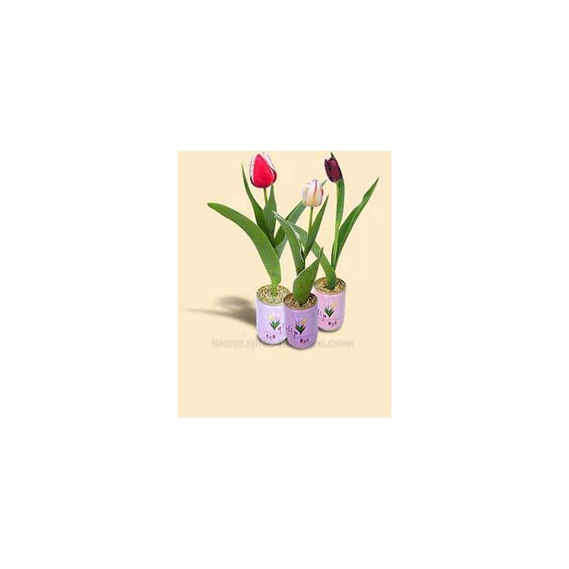 Tulipán s reklamou