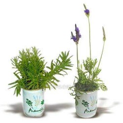 Gift Mini Gardens