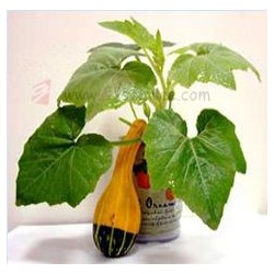 Vegetable Mini Plant