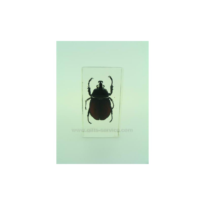 Insect Amber Insect Amber